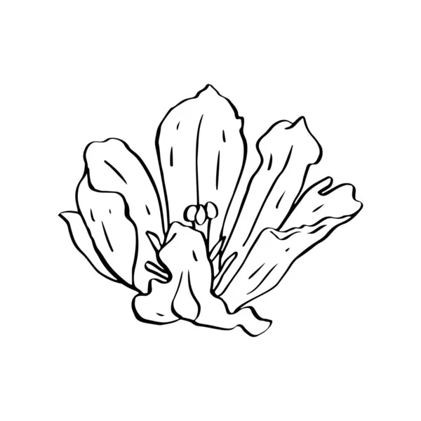 Flor de tulipa de arte de linha monocromática isolada em branco —  Vetores de Stock