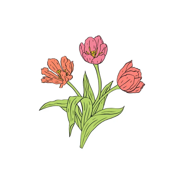 Пастельно-розовая линия искусства тюльпаны букет цветов изолирован на белом — стоковый вектор