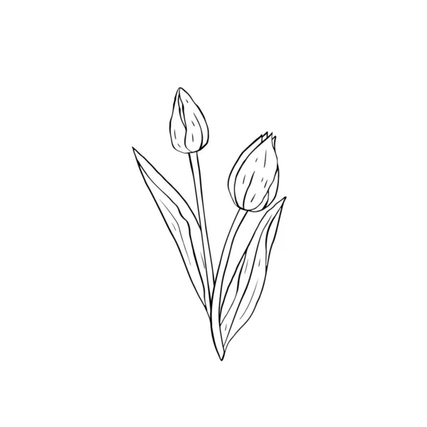 Monocromo línea arte tulipanes flores ramo aislado en blanco — Vector de stock