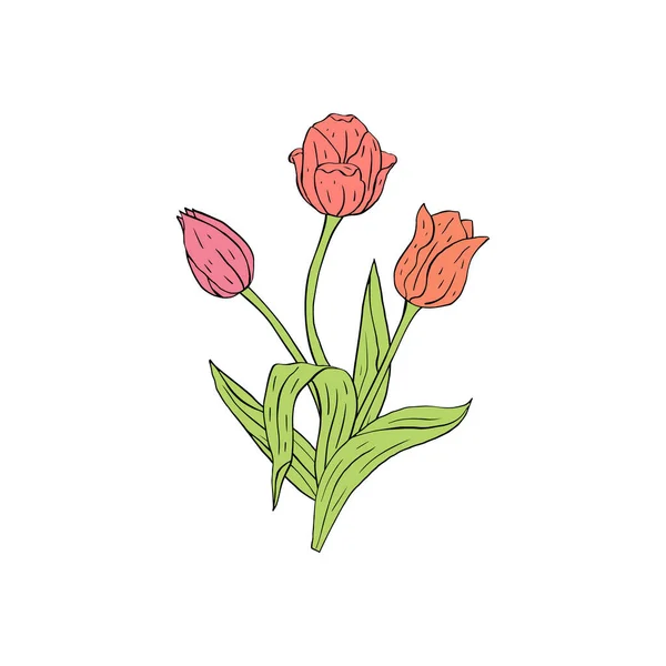 Pastel růžová linka výtvarné tulipány kytice izolované na bílém — Stockový vektor