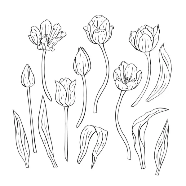 Monochrome lijn kunst tulpen bloemen en bladeren geïsoleerd op wit — Stockvector