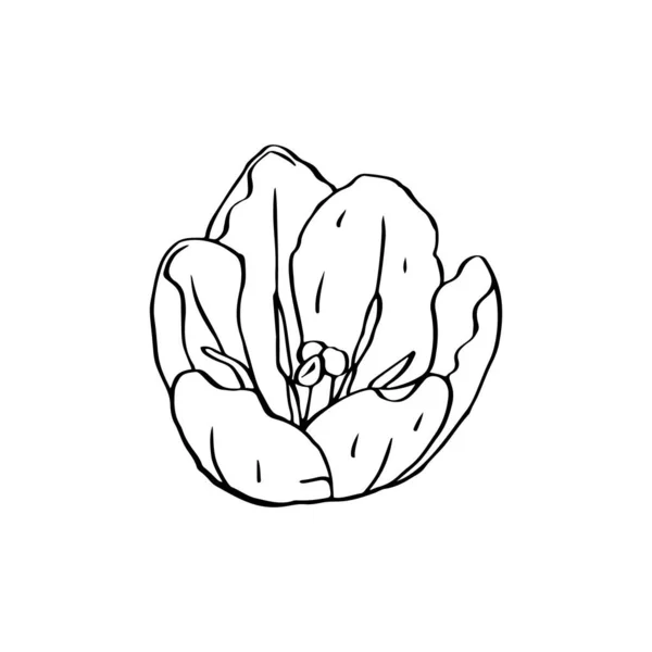 Flor de tulipa de arte de linha monocromática isolada em branco —  Vetores de Stock