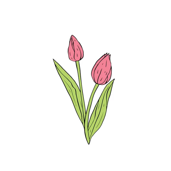 Bouquet de fleurs de tulipes d'art de ligne rose pastel isolé sur blanc — Image vectorielle