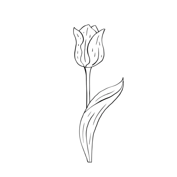 モノクロームラインアート白に孤立したチューリップの花 — ストックベクタ