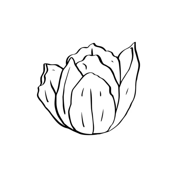 モノクロームラインアート白に孤立したチューリップの花 — ストックベクタ