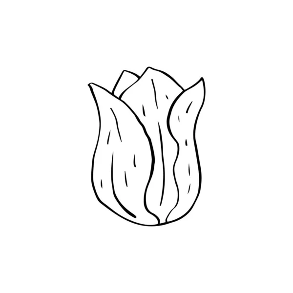 Línea monocromática arte tulipán flor aislado en blanco — Vector de stock