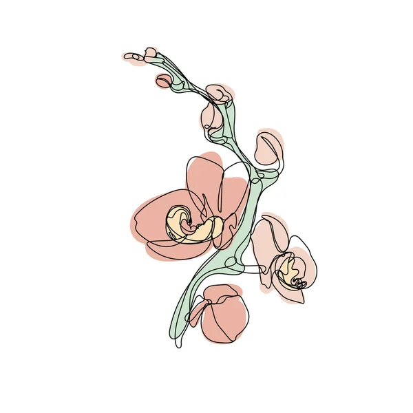 Jedna jednořádková kresba orchidejí a pastelově neutrálních tvarů — Stockový vektor