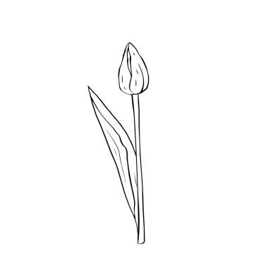 Tek renkli çizgili sanat lale çiçeği beyaza izole edilmiş.