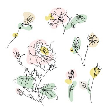 Bir sıra gül tokası çizimi. Tarafsız arkaplan şekilli el çizimi tek çizgi çiçeği