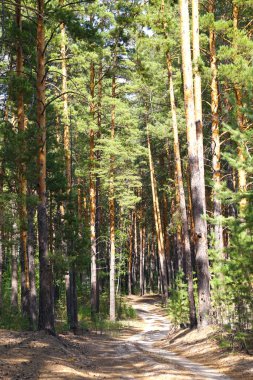 Kozalaklı bir çam ormanındaki yol doğa, orman, orman ağaçları, yaz, yürüyüş, avcı, çam ormanı vb. projeler için iyi bir resimdir.!