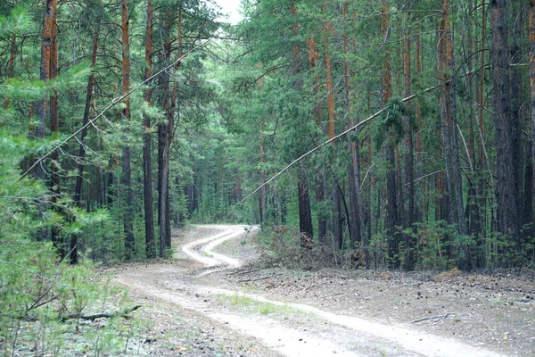 Estrada Areia Uma Floresta Pinheiros Coníferas — Fotografia de Stock