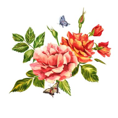 Güller hazır. Narin pembe bir gülün suluboya çizimi. Botanik illüstrasyon