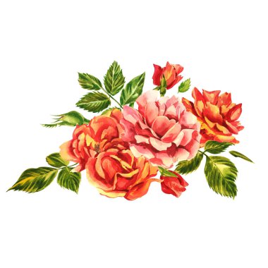 Güller hazır. Narin pembe bir gülün suluboya çizimi. Botanik illüstrasyon