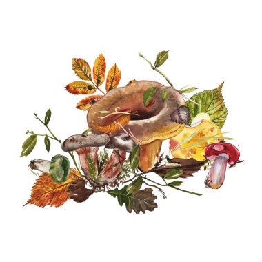 Mantarlar. Chanterelle, Black and King Trompet, istiridye mantarları ve Niscalo, Portobello beyaz arka planda izole edilmiştir. Eski model. Suluboya çizimi.