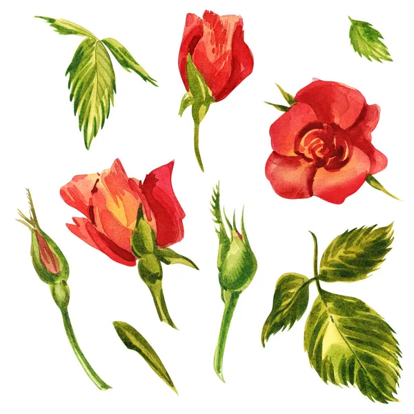 Rosen gepflanzt. Aquarell-Illustration einer zartrosa Rose. Botanische Illustration — Stockfoto