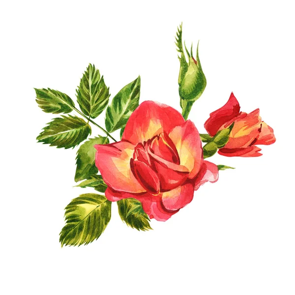 Τριαντάφυλλα έτοιμα. Υδατογραφία απεικόνιση ενός λεπτού ροζ τριαντάφυλλου. Βοτανική απεικόνιση — Φωτογραφία Αρχείου