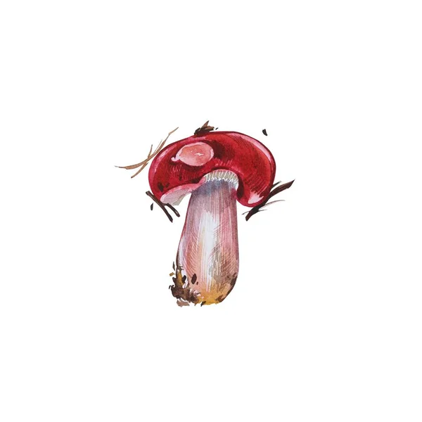 Cogumelos. Chanterelle, Black and King Trumpet, Oyster mushrooms e Niscalo, Portobello isolados sobre fundo branco. Vintage. Ilustração aquarela — Fotografia de Stock
