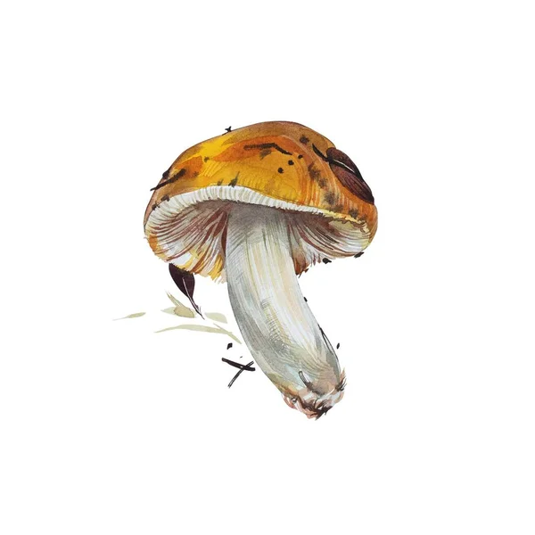 Houby. Chanterelle, Black and King Trumpet, Ústřicové houby a Niscalo, Portobello izolované na bílém pozadí. Ročník. Obrázek barvy akvarelu — Stock fotografie