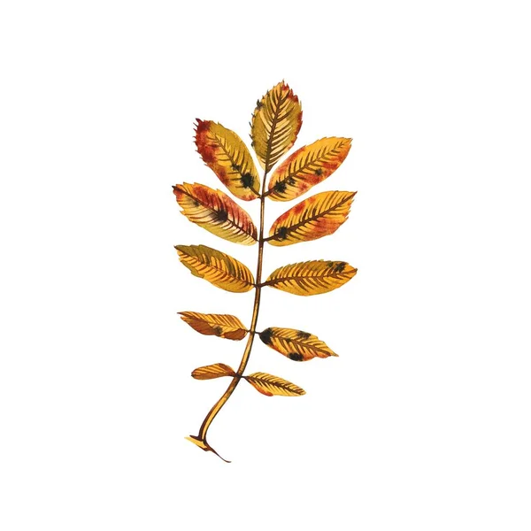 다양 한 색깔의 가을 낙엽 이 흰색 배경에 분리되어 있다. 수채 색 삽화 — 스톡 사진