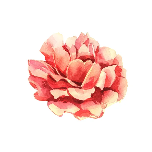 Roses. Watercolor illustration of a delicate pink rose. Botanical illustration — Stock Photo, Image