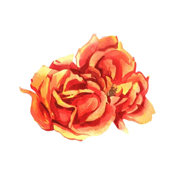 Rose. Illustrazione ad acquerello di una delicata rosa rosa. Illustrazione botanica — Foto Stock