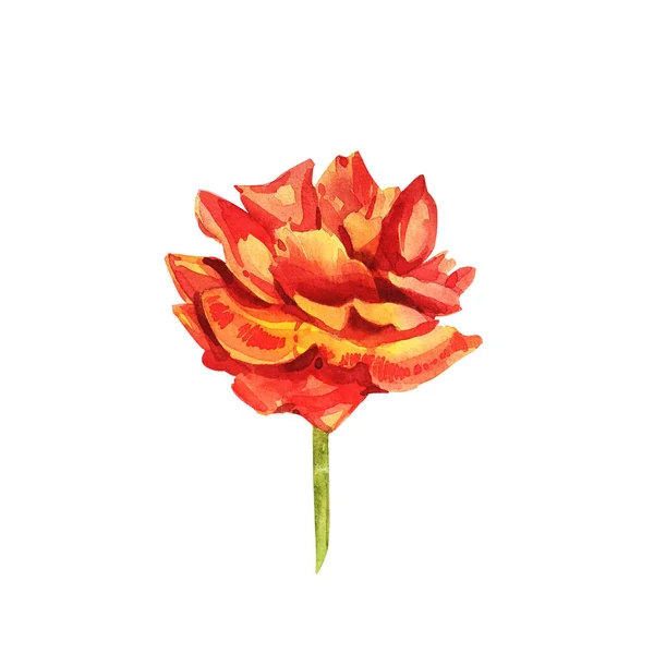 Τριαντάφυλλα. Υδατογραφία απεικόνιση ενός λεπτού ροζ τριαντάφυλλου. Βοτανική απεικόνιση — Φωτογραφία Αρχείου