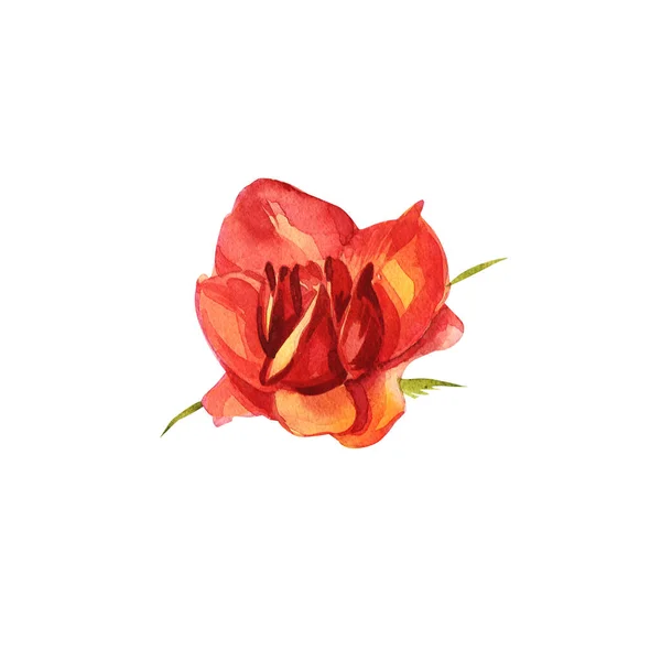 Τριαντάφυλλα. Υδατογραφία απεικόνιση ενός λεπτού ροζ τριαντάφυλλου. Βοτανική απεικόνιση — Φωτογραφία Αρχείου