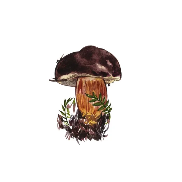 Setas. Chanterelle, Black and King Trumpet, Oyster mushrooms y Niscalo, Portobello aislado sobre fondo blanco. Vintage. Ilustración en acuarela — Foto de Stock