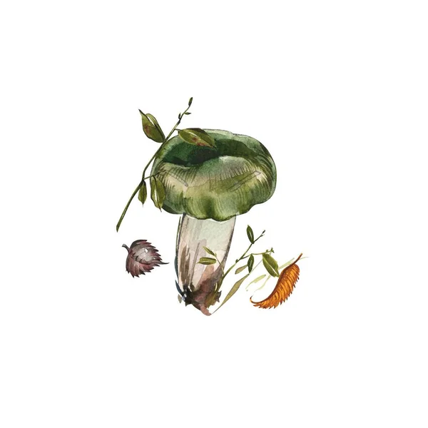 Грибы. Chanterelle, Black and King Trumpet, Oyster mushrooms and Niscalo, Portobello изолированы на белом фоне. Винтажные. Акварель — стоковое фото
