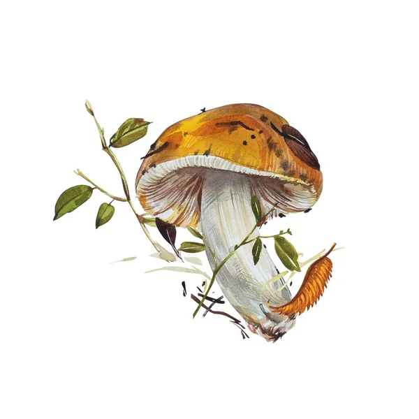 Setas. Chanterelle, Black and King Trumpet, Oyster mushrooms y Niscalo, Portobello aislado sobre fondo blanco. Vintage. Ilustración en acuarela — Foto de Stock