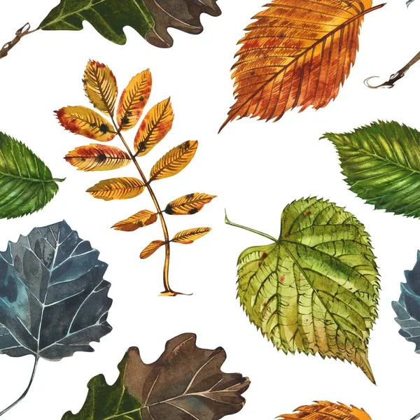 Coleção de folhas de outono caídas multicoloridas isoladas no fundo branco. Ilustração aquarela — Fotografia de Stock