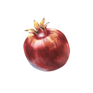 Yaprakları suluboya çizimi ile birlikte beyaz arkaplanda izole edilmiş nar.