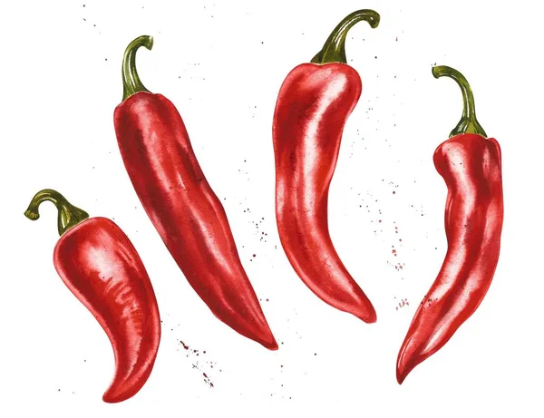 Vörös csípős chili paprika, egész hüvelyek, kész. Kézzel rajzolt akvarell illusztráció elszigetelt fehér háttér. Jogdíjmentes Stock Képek