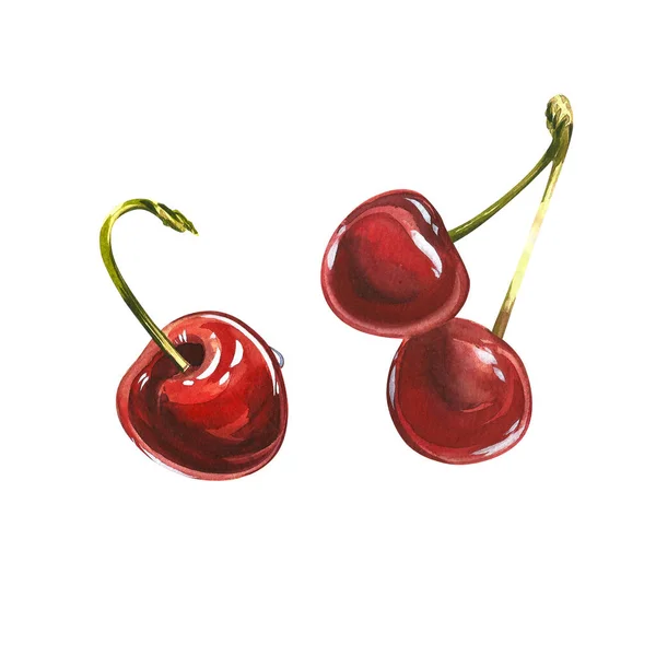 Cherry fruits. Realistic botanical watercolor illustration. Isolated clipart hand painted, fresh exotic food red for food label design. Stock Kép