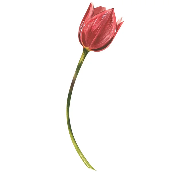 ดอกทิวลิป ภาพประกอบสีน้ําบนพื้นหลังสีขาว . ภาพสต็อก