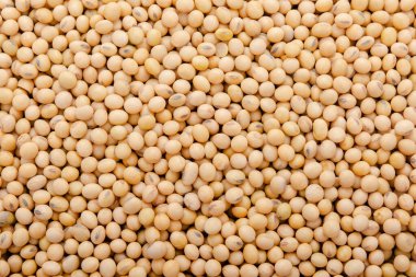 Sırt grubuna göre soya fasulyesi deseni