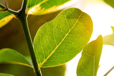 Yeşil doğa yaprağına güneş ışığı altında Bokeh ile yakın çekim