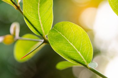 Yeşil doğa yaprağına güneş ışığı altında Bokeh ile yakın çekim