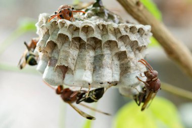 Arıları daldaki bir yuvaya kapatın.