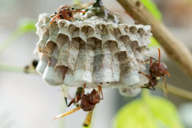 Arıları daldaki bir yuvaya kapatın.