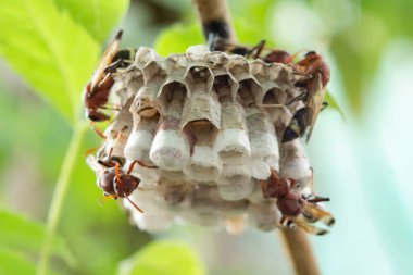 Arıları daldaki bir yuvaya kapatın.