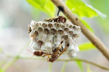Arıları daldaki bir yuvaya kapatın.