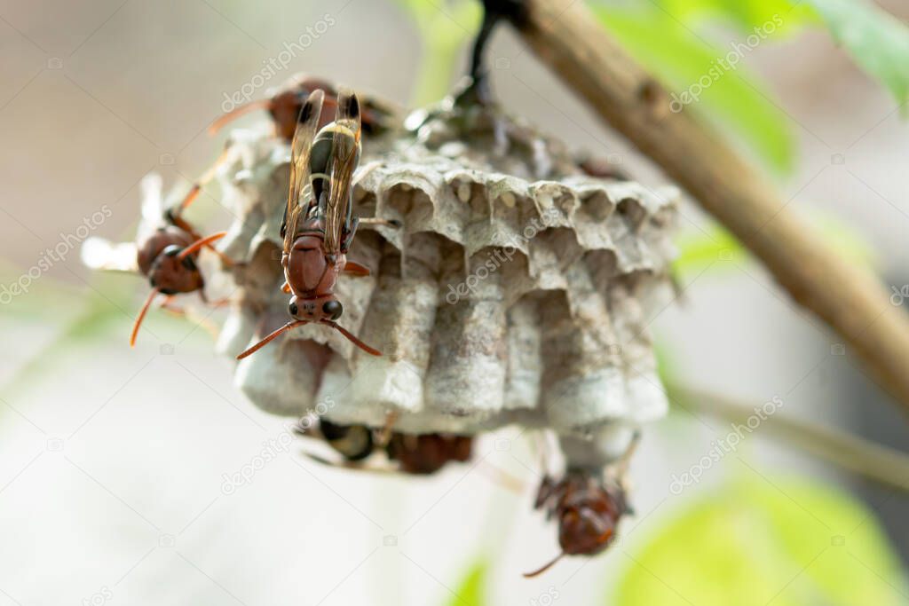 Close up wasps in a nest on branch