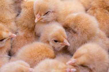 Yenidoğan tavuk, tavuk çiftliği