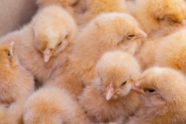 Yenidoğan tavuk, tavuk çiftliği