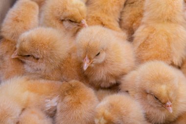 Yenidoğan tavuk, tavuk çiftliği