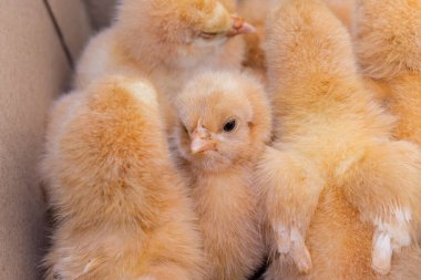 Yenidoğan tavuk, tavuk çiftliği