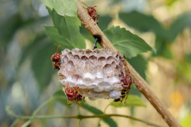 Arıları daldaki bir yuvaya kapatın.