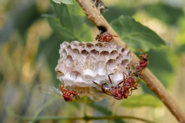 Arıları daldaki bir yuvaya kapatın.