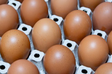 Yumurta tavuk çiftliği Satılık korunmuş paket